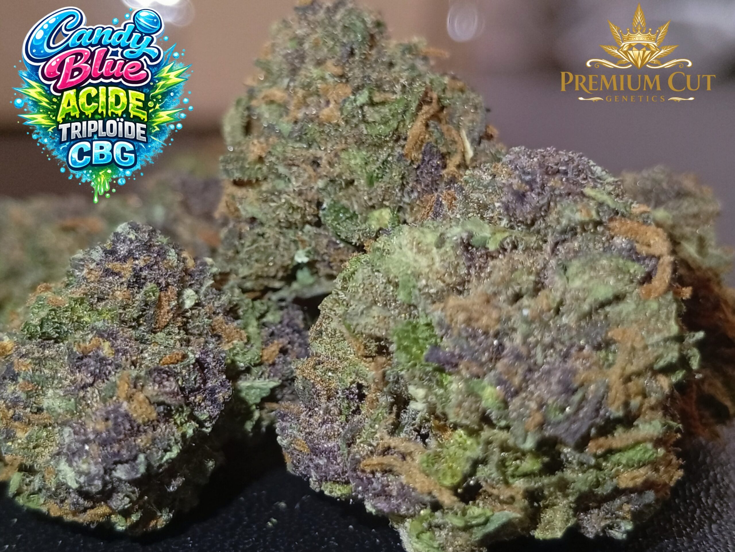 Candy Blue Acide Triploide CBG